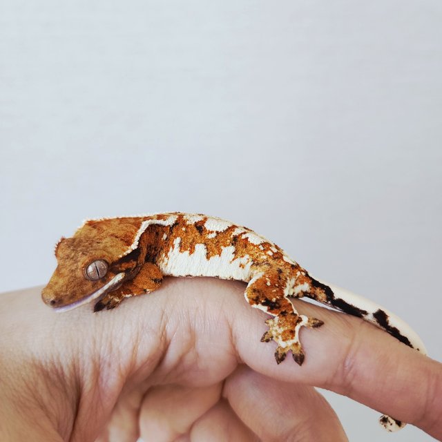 White Pin Extreme Harlequin White Tangerine White Spot Tri