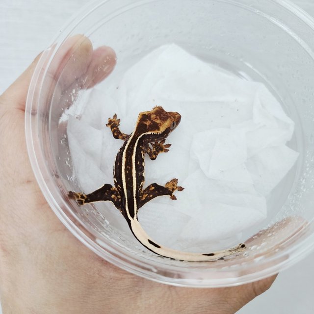 Empty Back Full Pinstripe Black