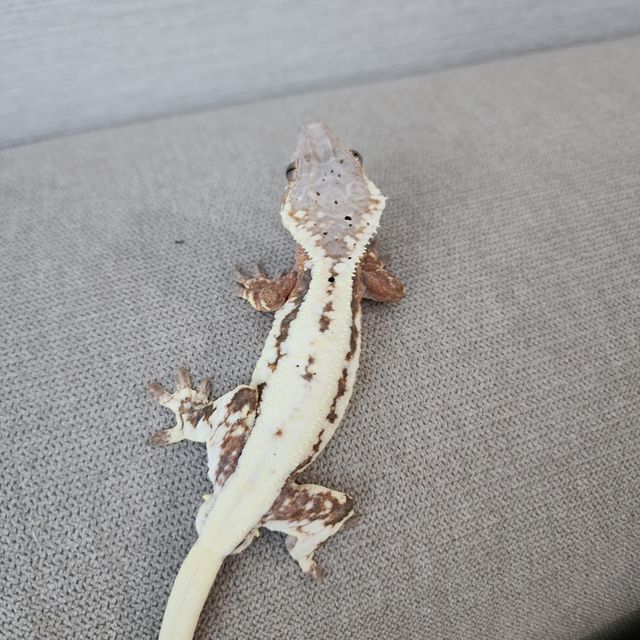 릴리 세이블