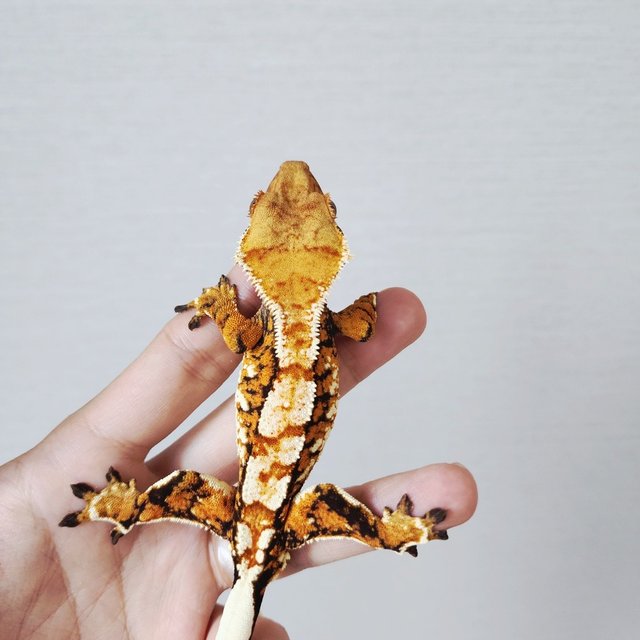 White Spot Extreme Harlequin White Crown Tri Harlequin Tangerine