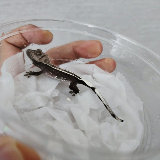 아잔틱 풀핀 화이트핀