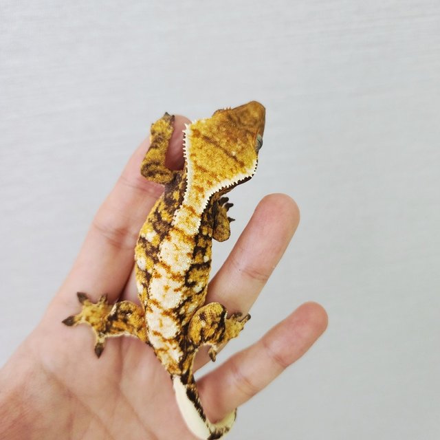 Tri White Crown White Spot White Porthole White Pin Extreme Harlequin