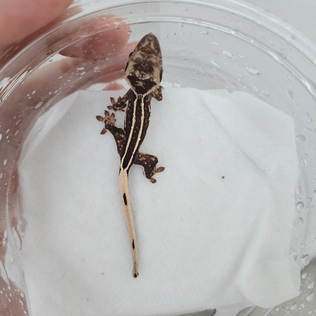 블랙 엠티백 풀핀