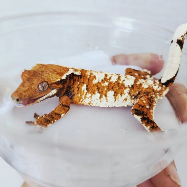 White Crown Tangerine Harlequin White Spot Extreme Harlequin