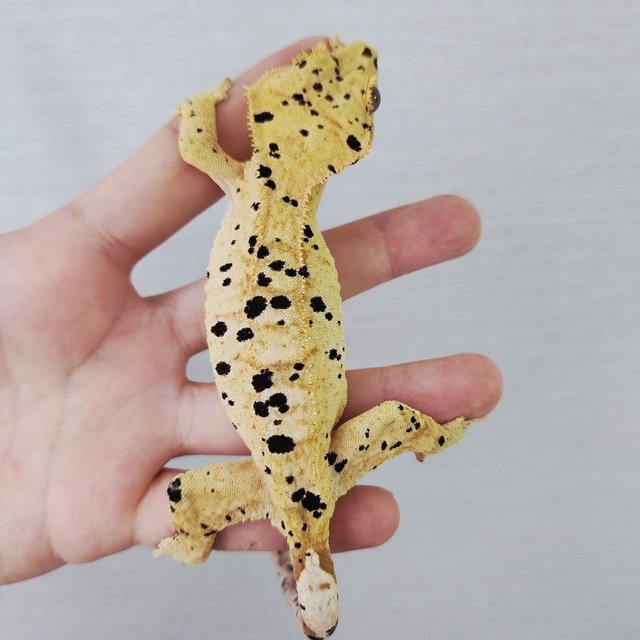 Super Dalmatian