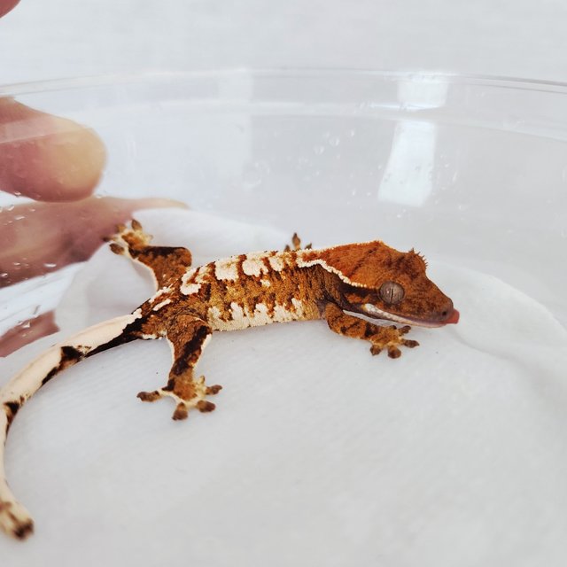 트라이 익스트림할리퀸 할리퀸 화이트크라운 텐저린