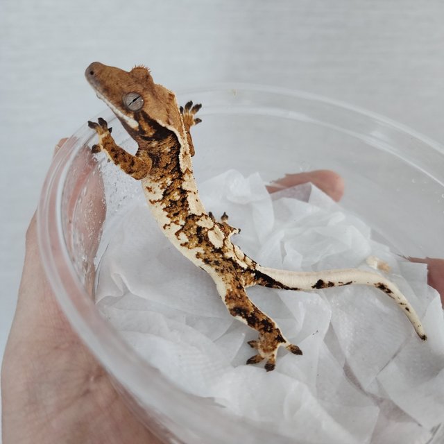 트라이 화이트핀 익스트림할리퀸 할리퀸 텐저린 화이트