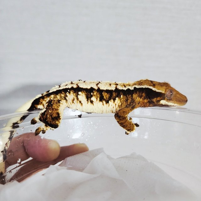 Tri Extreme Harlequin Harlequin White Crown White Pin