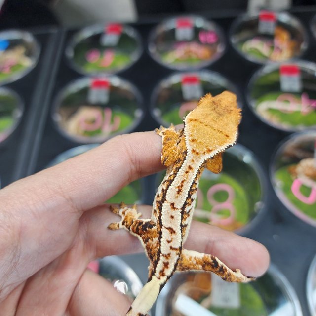 트라이 익스트림할리퀸 할리퀸 텐저린 화이트스팟 화이트크라운