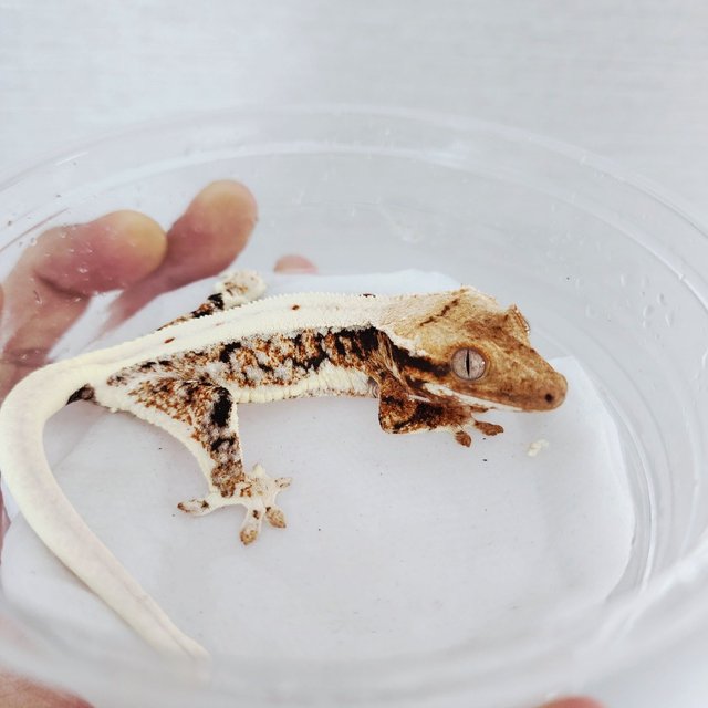 Lilly 100% Het Axanthic Tri Full Pinstripe Harlequin White Pin