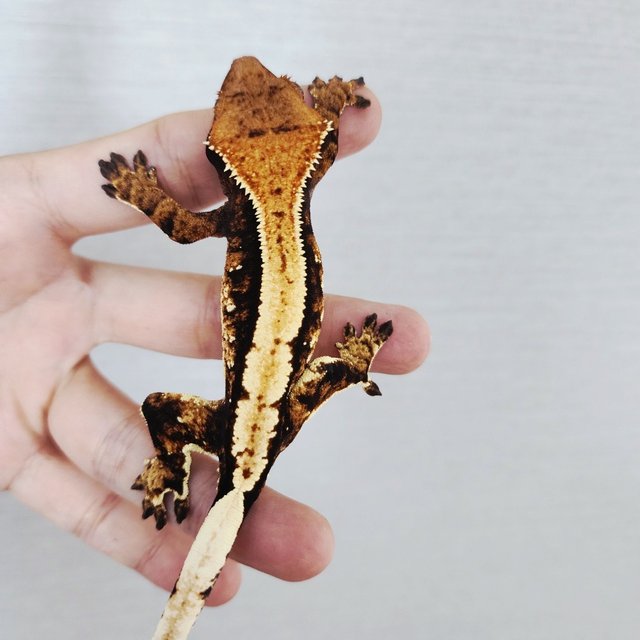 100% Het Axanthic Harlequin Extreme Harlequin Tri Black Solid Back