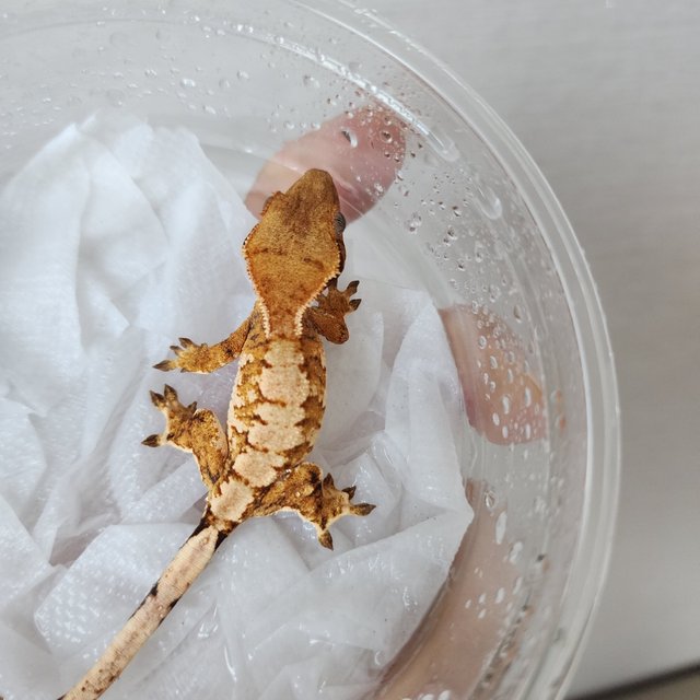 Tri Extreme Harlequin Harlequin Tangerine White Spot White Crown