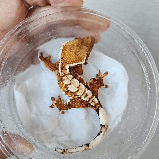 Tri Extreme Harlequin Harlequin White Pin White Crown Tangerine