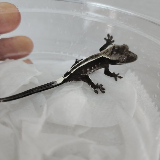 아잔틱 핀스트라이프 화이트핀 화이트스팟 화이트포트홀