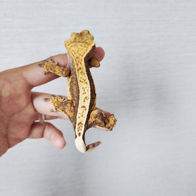 100% Het Axanthic Tri Quad Full Pinstripe White Pin
