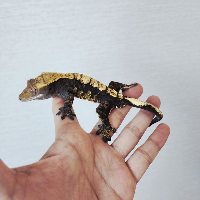Dark Black Flame
