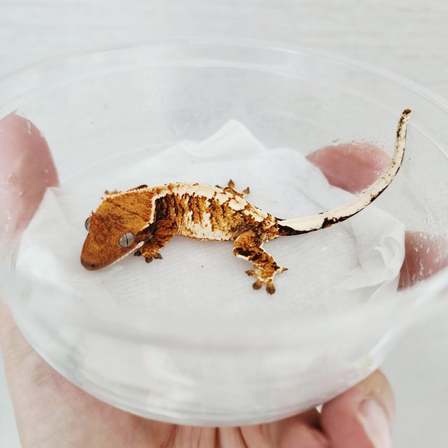 White Pin White Crown Extreme Harlequin Harlequin Tangerine White Spot