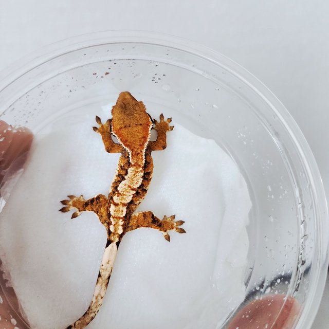 익스트림할리퀸 할리퀸 화이트핀 텐저린 화이트크라운 화이트스팟