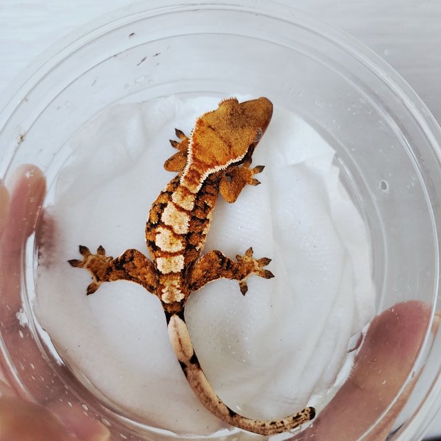 Tri Harlequin Tangerine White Crown Extreme Harlequin