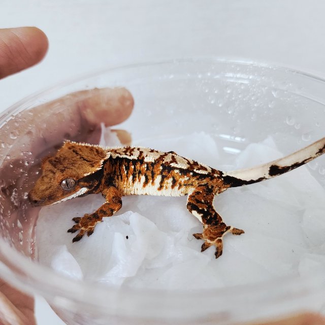 White Spot Extreme Harlequin White Crown Tangerine Harlequin