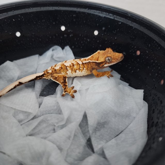 트라이 텐저린 화이트핀 화이트스팟 익스트림할리퀸 화이트