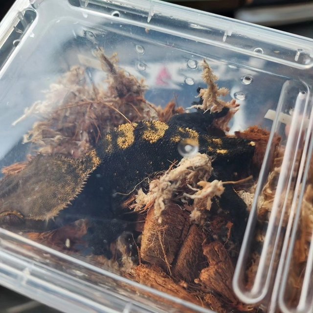 플레임 다크 블랙