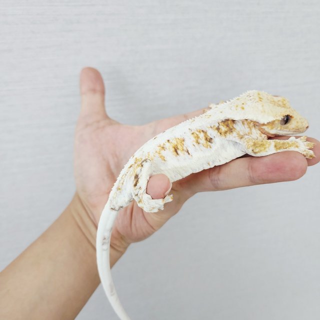 릴리화이트 트라이