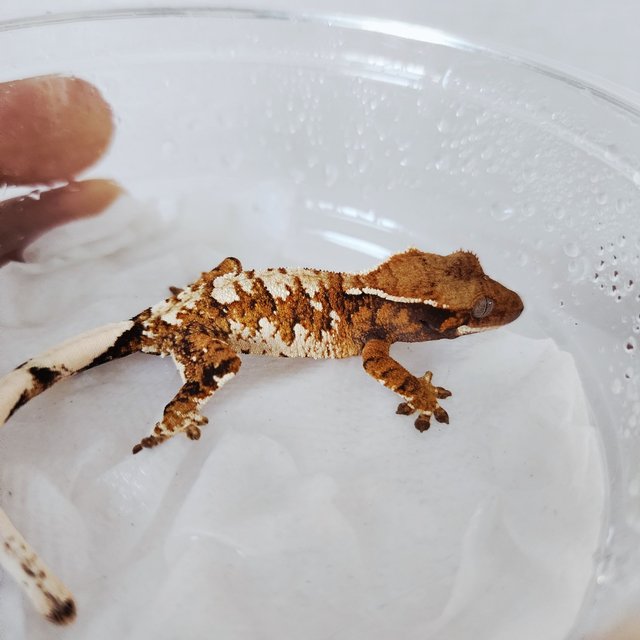 익스트림할리퀸 할리퀸 화이트스팟 화이트크라운 텐저린