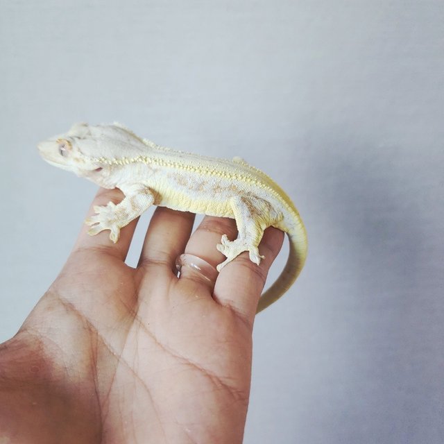 Lilly White Drippy Tri White Pin