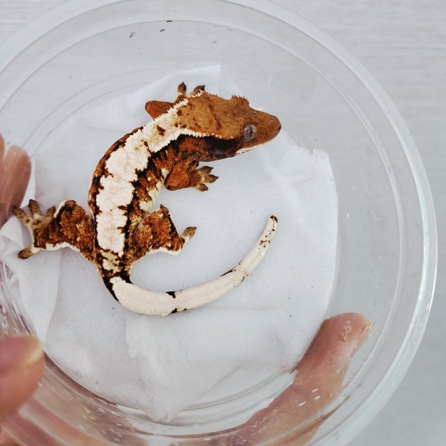 Tri White Crown White Pin Tangerine Solid Back Extreme Harlequin