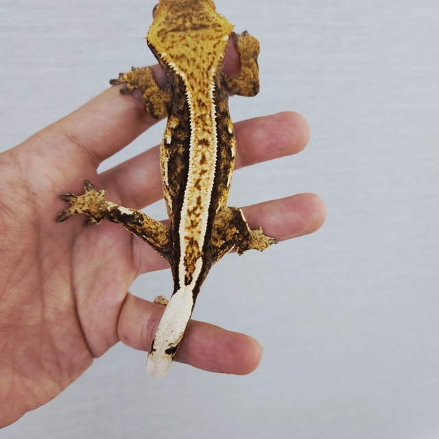 100% Het Axanthic Pinstripe Tri White Pin Quad