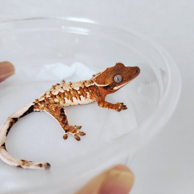 익스트림할리퀸 할리퀸 화이트스팟 화이트크라운 텐저린 화이트핀