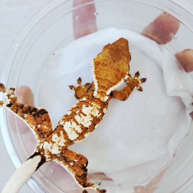 White Crown Tangerine Harlequin White Spot Extreme Harlequin