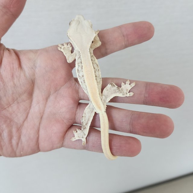 Lilly White Full Pinstripe Solid Back Drippy