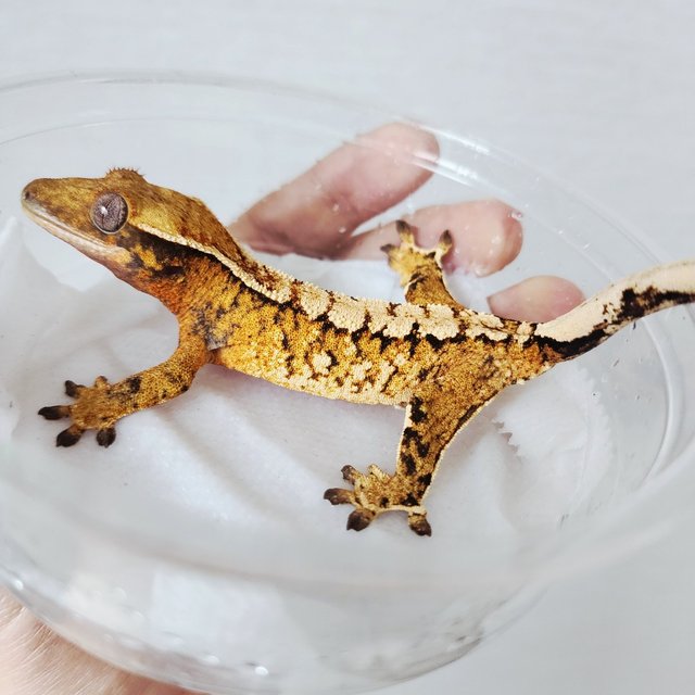 Tri Extreme Harlequin Harlequin White Crown