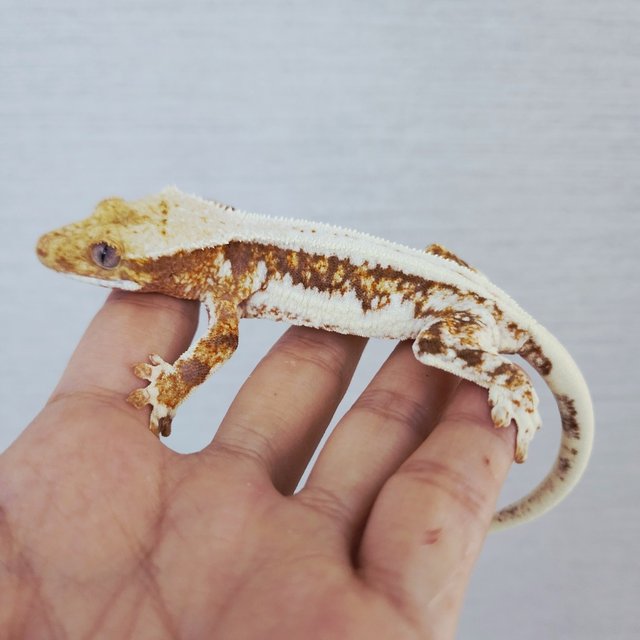 100% Het Axanthic