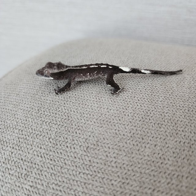 아잔틱