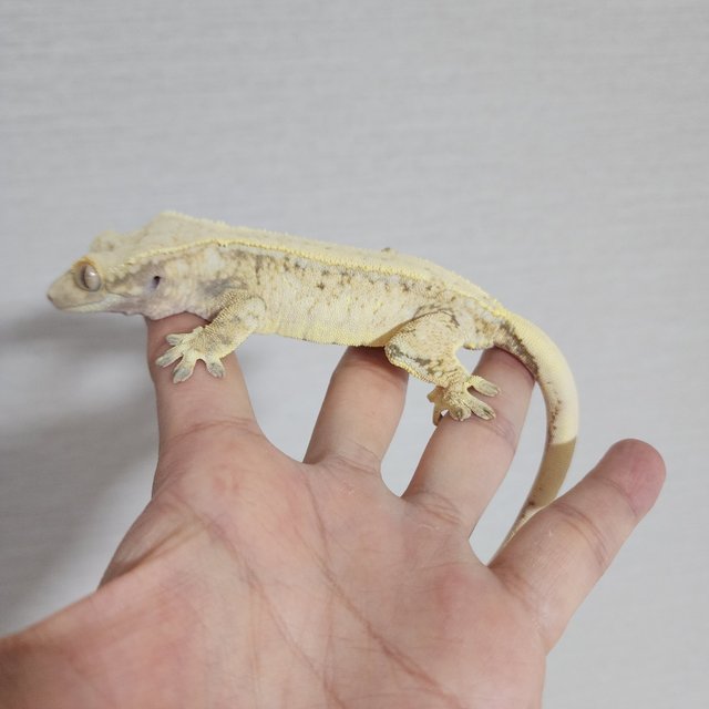 드리피 화이트 핀스트라이프 화이트스팟 트라이