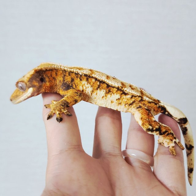 Tangerine Extreme Harlequin Harlequin Tri White Crown White Spot