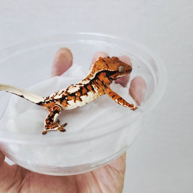 Tri Extreme Harlequin Harlequin Tangerine White Crown