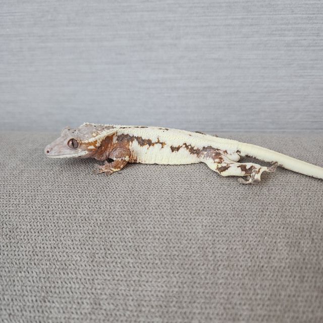 릴리 세이블