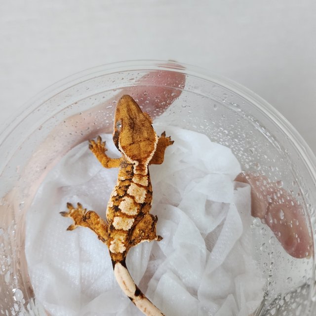 Tri Extreme Harlequin Harlequin White Crown Tangerine