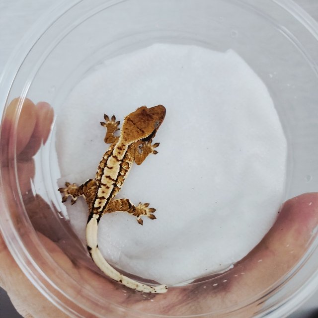 트라이 익스트림할리퀸 할리퀸 화이트핀 텐저린