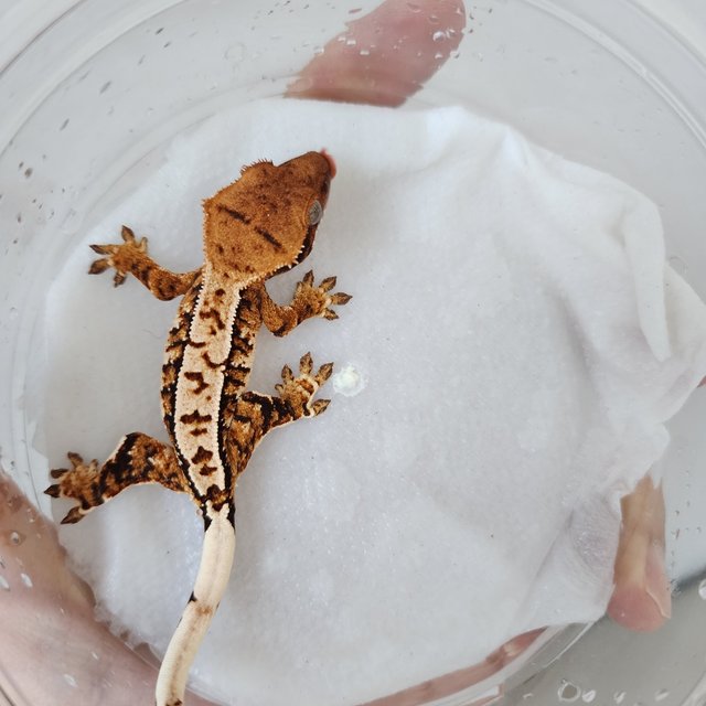 트라이 익스트림할리퀸 할리퀸 화이트핀