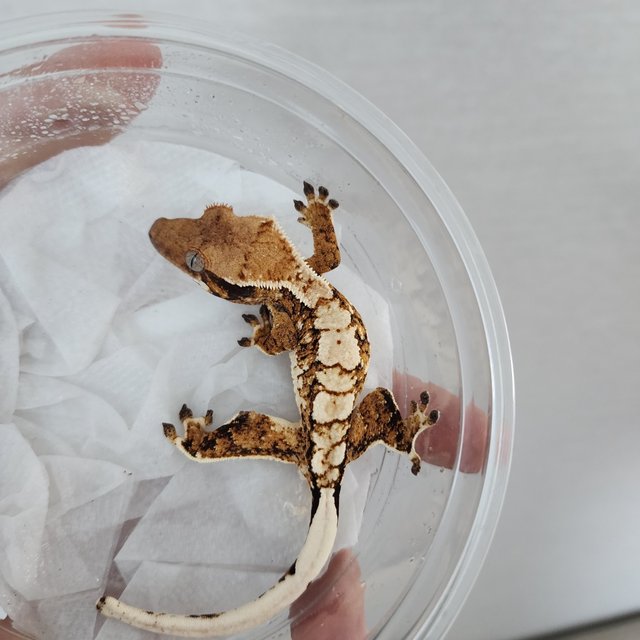 트라이 화이트핀 익스트림할리퀸 할리퀸 텐저린 화이트