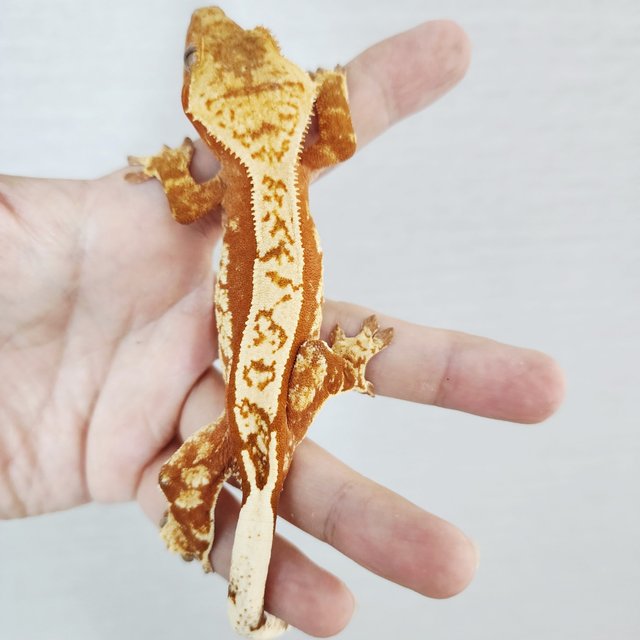 100% Het Axanthic Tri