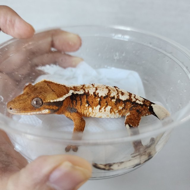 Tri Extreme Harlequin Harlequin White Pin White Crown Tangerine