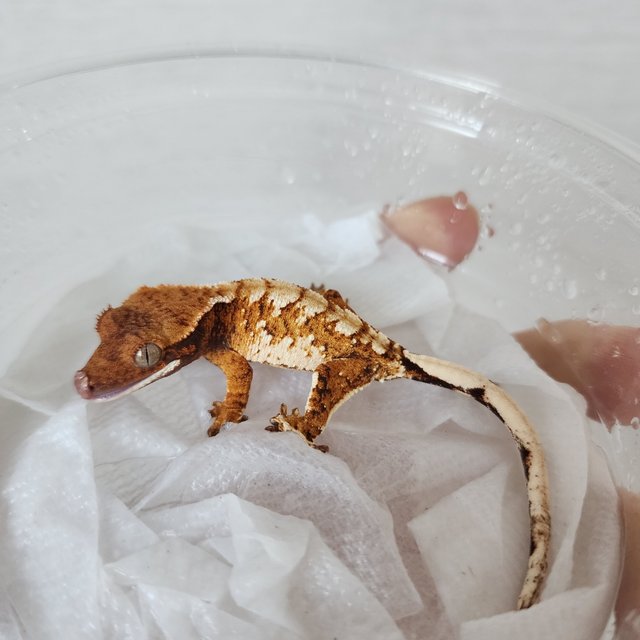 Extreme Harlequin Harlequin Tangerine White Crown White Spot Tri