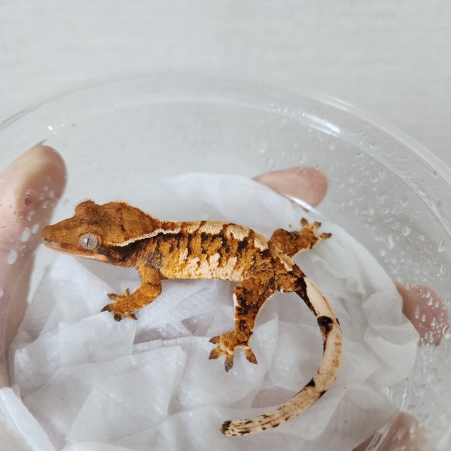 Tri Extreme Harlequin Harlequin White Crown Tangerine