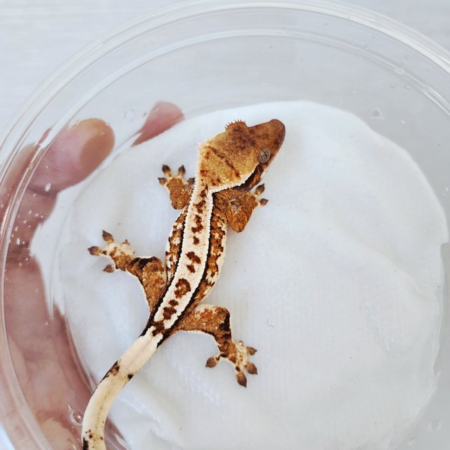 트라이 익스트림할리퀸 할리퀸 화이트크라운 화이트핀 텐저린